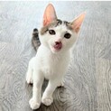 推定2023年5月生 白キジ♂ さけ茶づけくん♡