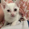 *まっ白子猫☆さしみちゃん(仮) サムネイル5
