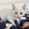 *まっ白子猫☆さしみちゃん(仮) サムネイル3