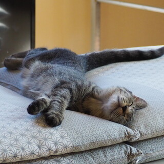 しっぽが長くて優雅な激カワ ♀（５ヵ月）