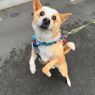 人懐っこい、お転婆な【ベック】ちゃん