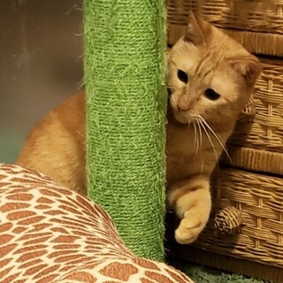 保育士がんばります。超怖がりでご縁なく、里親大募集