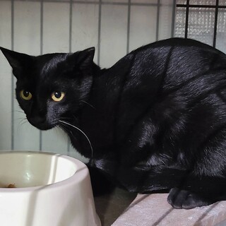 かわいい黒ネコちゃんです