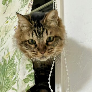 どこから来たの？おりひめちゃん????