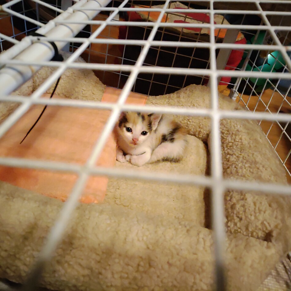 チビのカバー写真