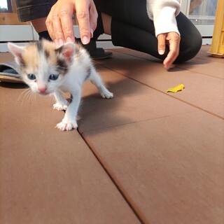 懐っこく癒しの子猫でお目目がとてもキレイです