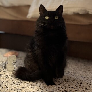 【12/3芝浦】穏やかな黒長毛＆甘々茶トラ女子