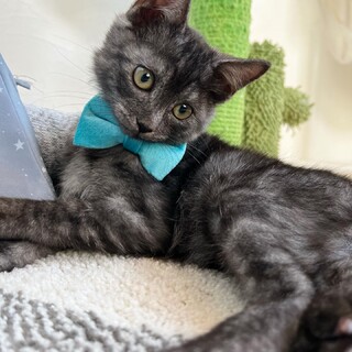 お膝ねこちゃんの可愛い可愛いウルソンくんです♡