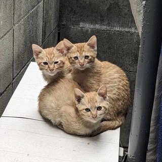可愛い♡茶トラ　3ヶ月