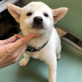 甘えん坊のシェイクをよろしくお願いします！