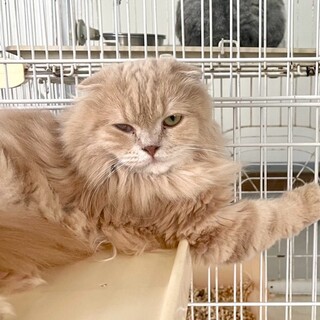 C23-M1173★長毛スコ★小ぶり