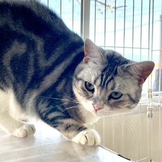 C22-W1126★★★美形のスコさん★★★