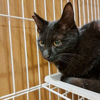 さわってが止まらない男の子♪去勢手術済