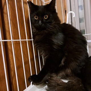 中毛でふわふわ 立派な尻尾のイケメン♪去勢手術済