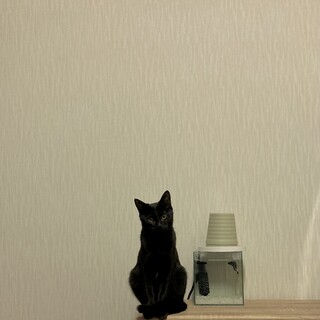 リク君　オス　月齢6ヶ月　とにかく甘えん坊です