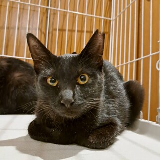 かまってかまって スリゴロな女の子♪避妊手術済