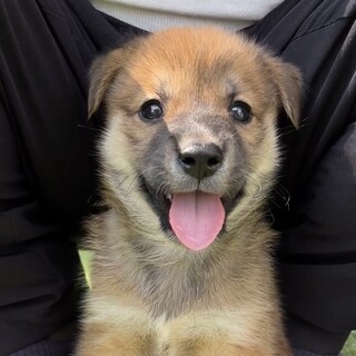 【1ヶ月半の過去最高にベタ慣れ男の子】初日から膝に