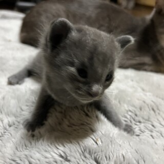 生後2から3週の赤ちゃんです。