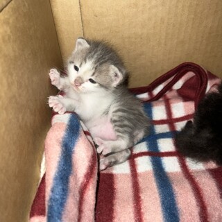 パステルカラーの元気な可愛い赤ちゃん猫です????