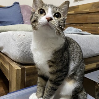★初めて飼う方にも★穏やかで甘えん坊のナナちゃん★