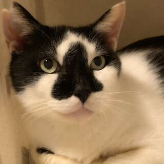 奄美からきました✨お顔のインパクト大！な大福くん