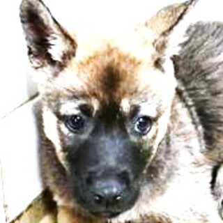 5-3-219◆可愛い子犬◆家族に迎えませんか？