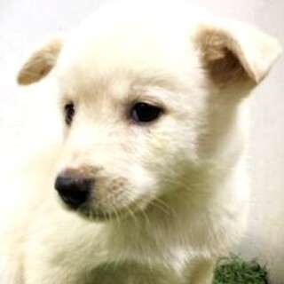 ５-3-220◆可愛い子犬◆家族に迎えませんか？