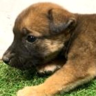 5-3-225◆可愛い子犬◆家族に迎えませんか？