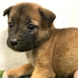 5-3-226◆可愛い子犬◆家族に迎えませんか？