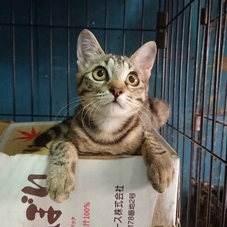 優しく強い母猫と寄り添う娘猫