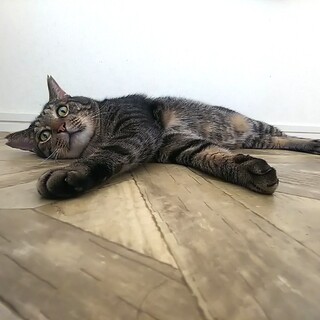 甘えん坊♡まんまる丸顔の福之助