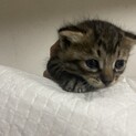 キジトラ長毛仔猫（1ヶ月）性別不明