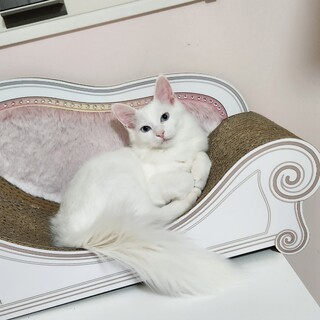 膝乗り 甘えん坊さん  ブルーの瞳の 子猫