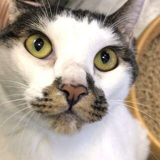 すりごろ甘える体格のよいメス