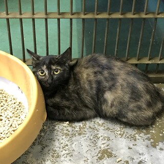 温かいおうちの子になれますように