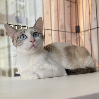 【お見合い随時】子育て終了美しいブルーアイシャム