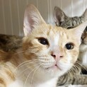 【ちゃかもり】甘えん坊で活発な茶トラ白男子