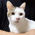 【さいごうどん】甘えん坊スリゴロの白地キジ斑男子