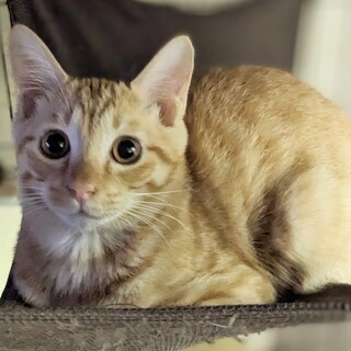 2/17宮代町無印良品譲渡会参加　メレブ君