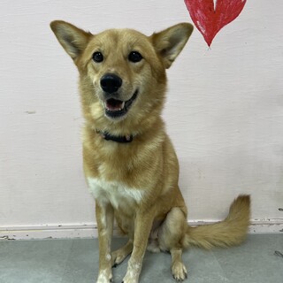 美人で甘えん坊なナナちゃん☆推定３歳