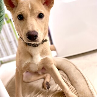 おでこの模様が可愛いツキくん★１歳♂