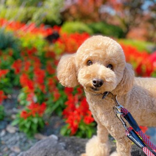 優しい里親様に迎えていただきました。トイプードル