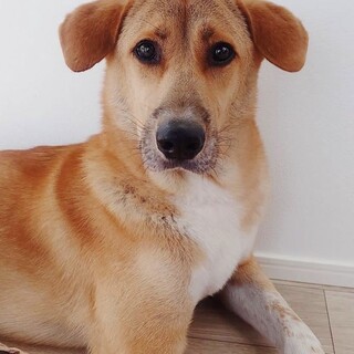 垂れ耳垂れ目で可愛いドットくん★１歳♂