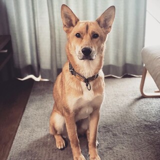 賢く優しいラビくん★１歳♂