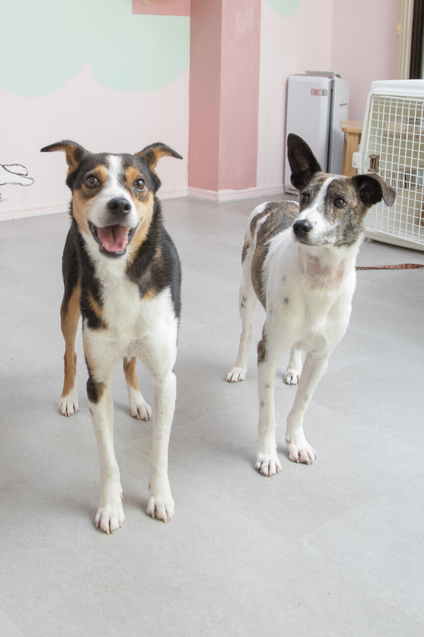 あわてんぼうさんなおきくん★５歳♂ サムネイル3