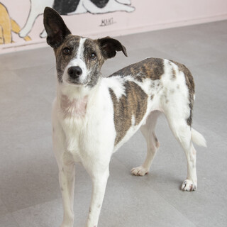 お散歩大好きアクティブなサラダくん★６歳♂