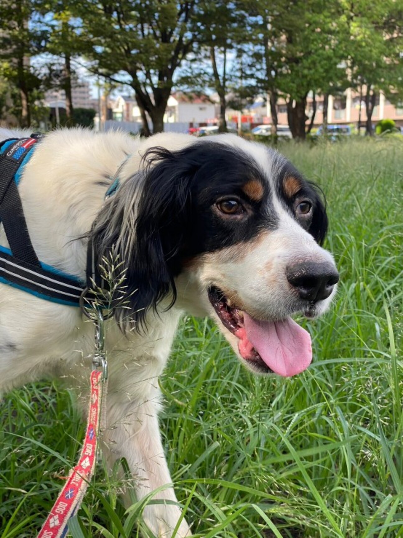 おおらかなセッタークルーズ君」千葉県 - 犬の里親募集(473626