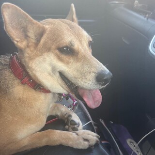 穏やかな母犬つむぎ