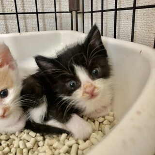 可愛らしいハチワレ　ライナスくん