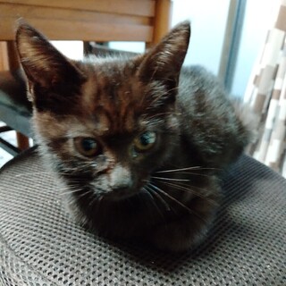 黒猫メス、生後1ヶ月位です